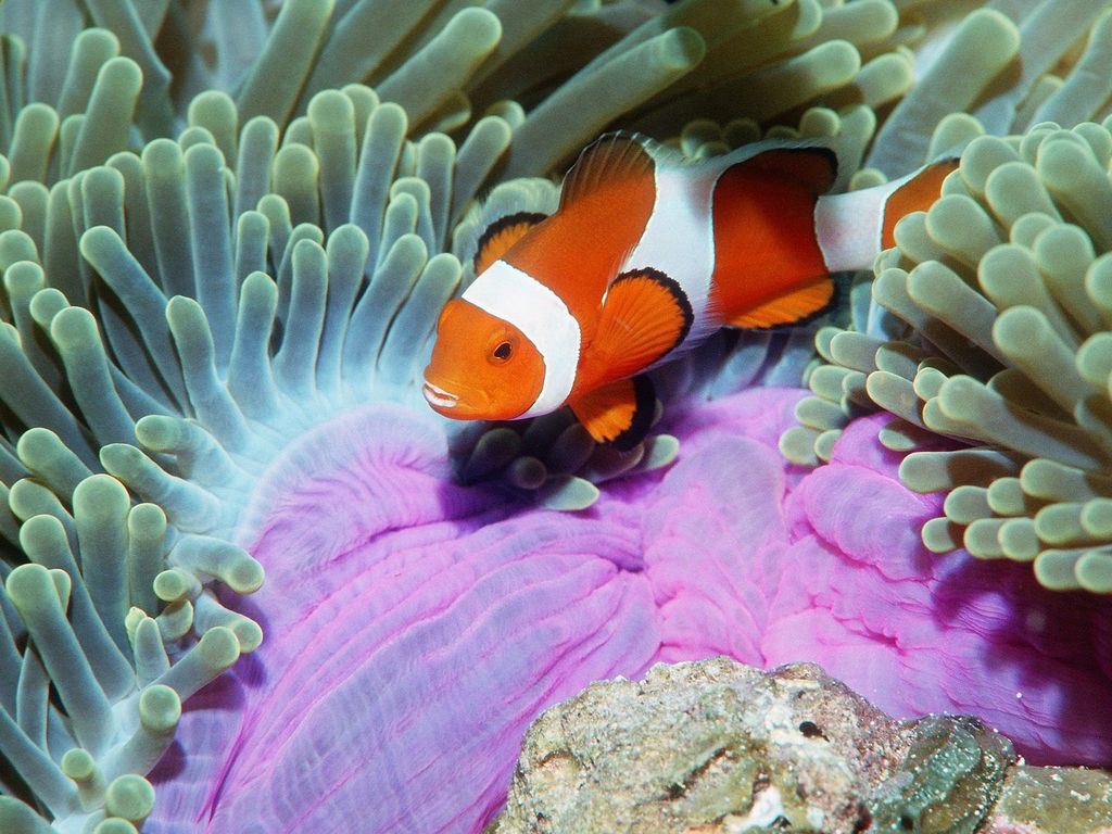 alse clown Anemonefish Similan Islands Andaman Sea, Thailand